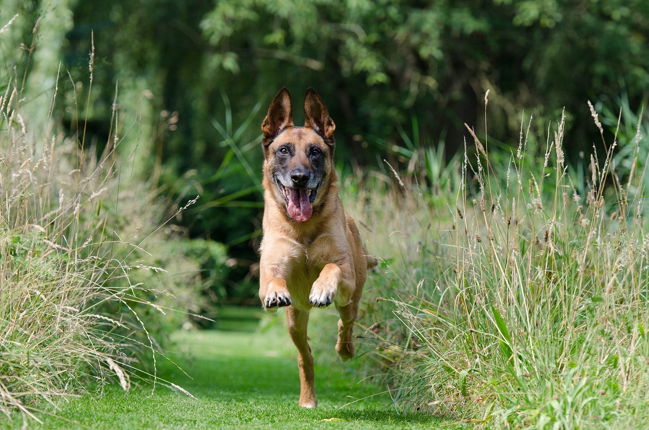 Puppy Training Enchantment