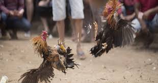 Rise of Sabong International in Digital Cockfighting